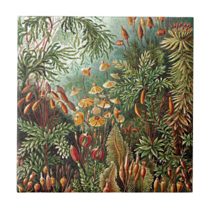 Pintura De Cogumelo De Grama Haeckel Moss