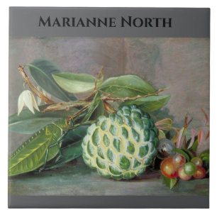 Pintura de Maçã Marianne North Custard