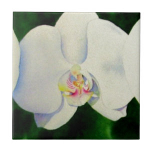 Pintura de orquídea branca Elegante tropical