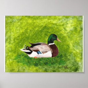 Pintura de Pato-real Sentado na Grama Posters