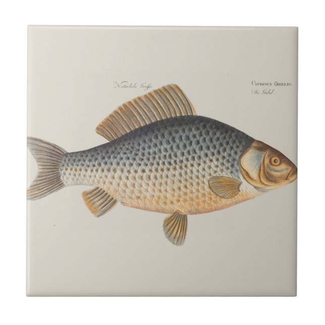 pintura de pesca de peixe carpa desenho de água do (Frente)