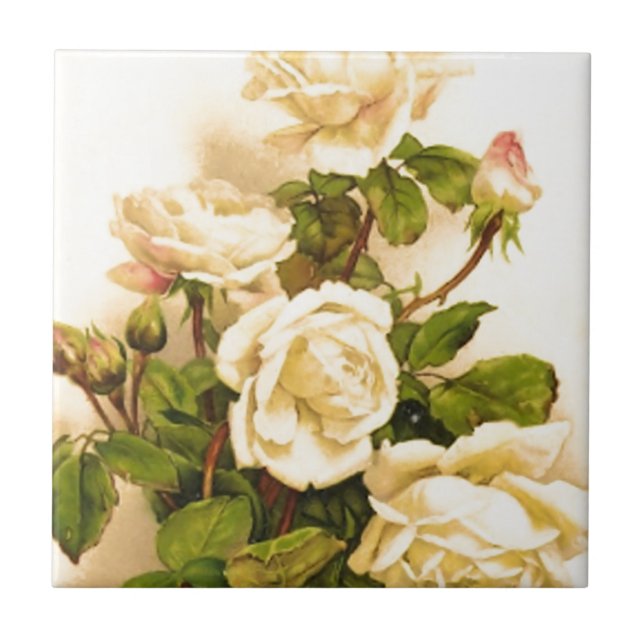 Pintura de Rosa vitoriana-marfim (Frente)