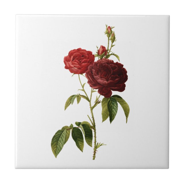 Pintura de rosas vermelhos profundos (Frente)