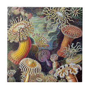 Pintura do Oceano Anêmico do Mar de Haeckel
