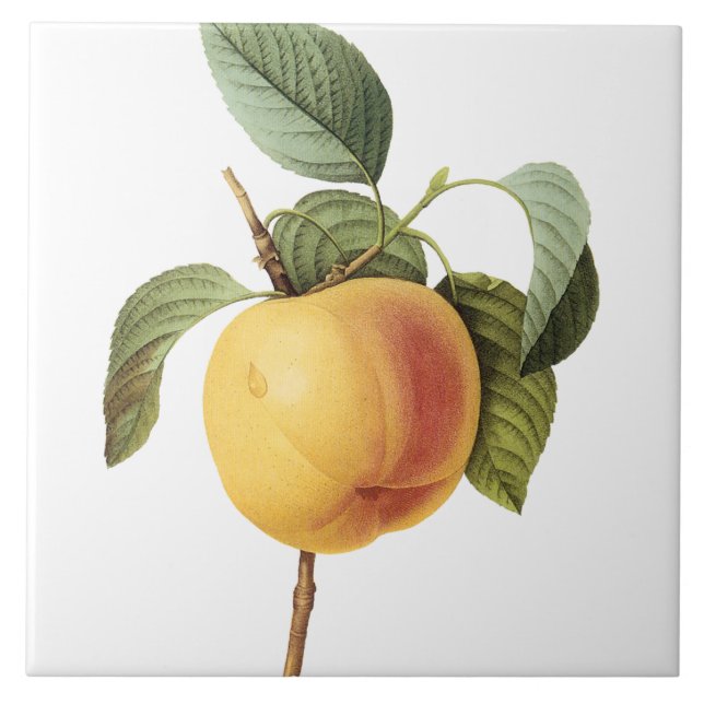 Pintura do pêssego do vintage de Pierre-Joseph (Frente)