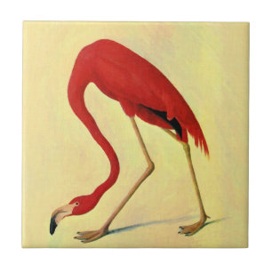 Pintura em Flamingo Americano Audubon