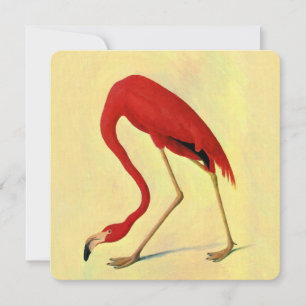 Pintura em Flamingo Americano Audubon