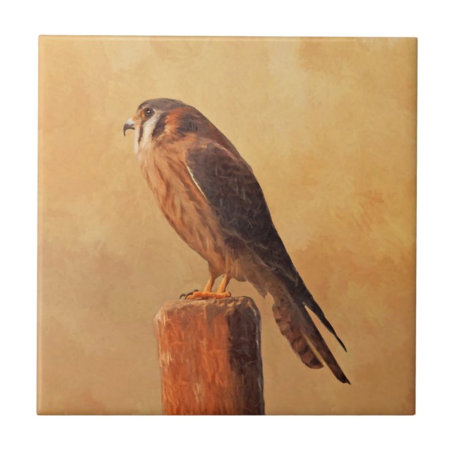 Pintura em Kestrel Americano - Arte original sobre (Frente)