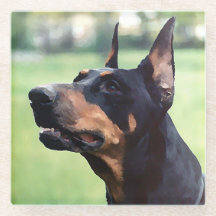 Pintura sonhadora da cara do Pinscher do Doberman