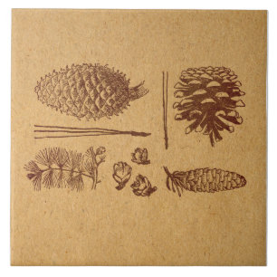 Pinus ilustrados com pinagem pinheiro pinheiro pin