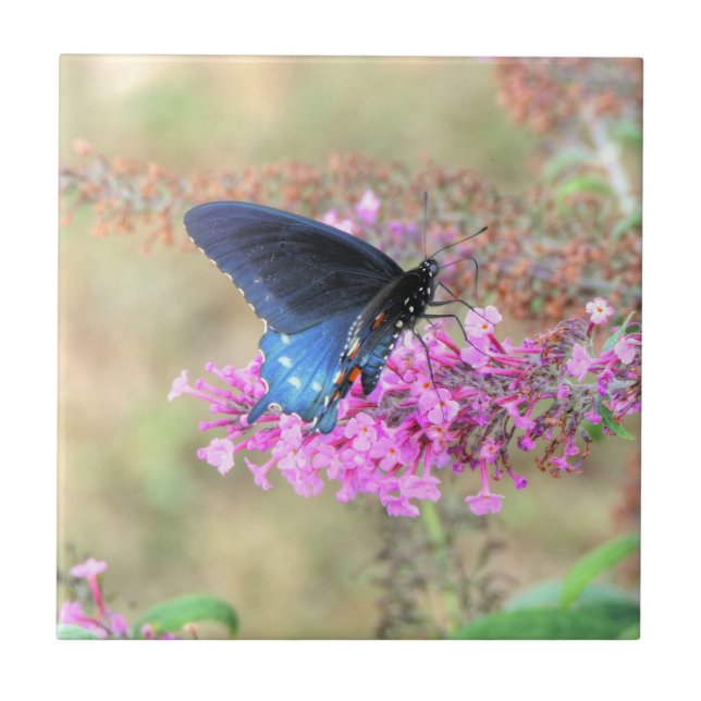 Pipevine Swallowtail no Arbusto de Borboleta (Frente)