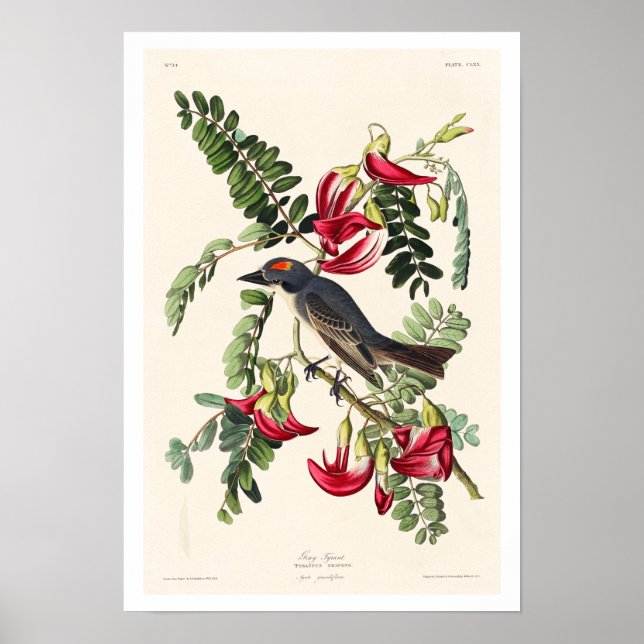 Piping Flycatcher por Poster de Audubon (Frente)