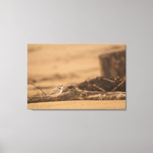 PIPING PLOVER 36 X 24 CANVAS