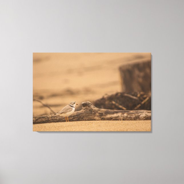PIPING PLOVER 36 X 24 CANVAS (Frente)