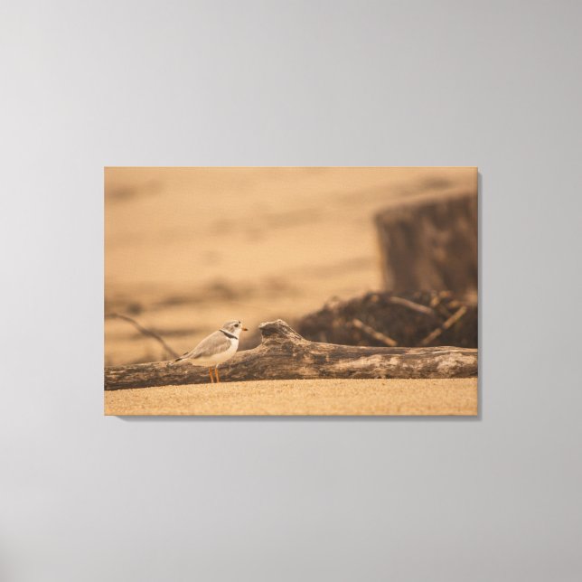 PIPING PLOVER 36 X 24 CANVAS (Frente)