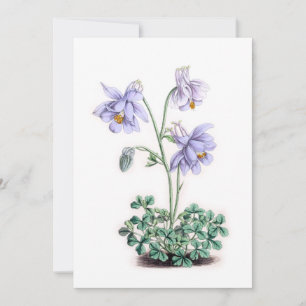 Pirenéus Columbine - Aquílio pyrenaica