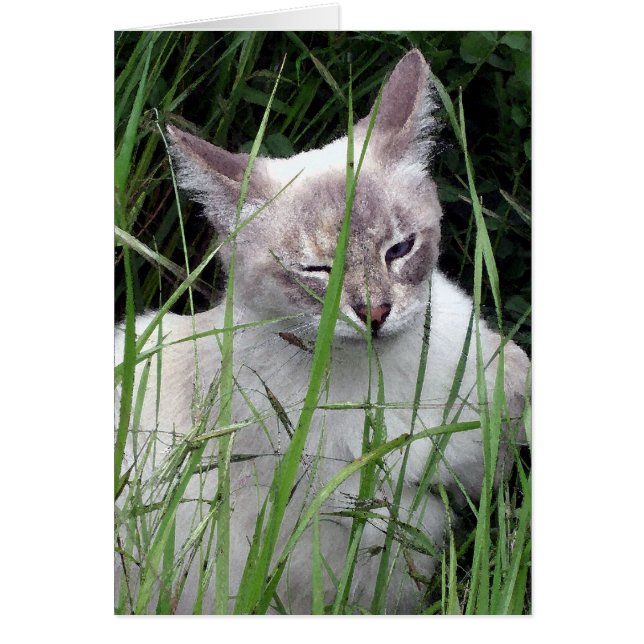 Pisc cartões do gato (Frente)