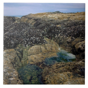 Piscinas laterais em Bob Creek, OU