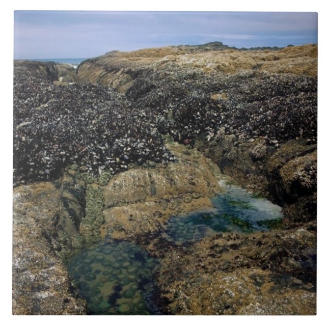 Piscinas laterais em Bob Creek, OU (Frente)