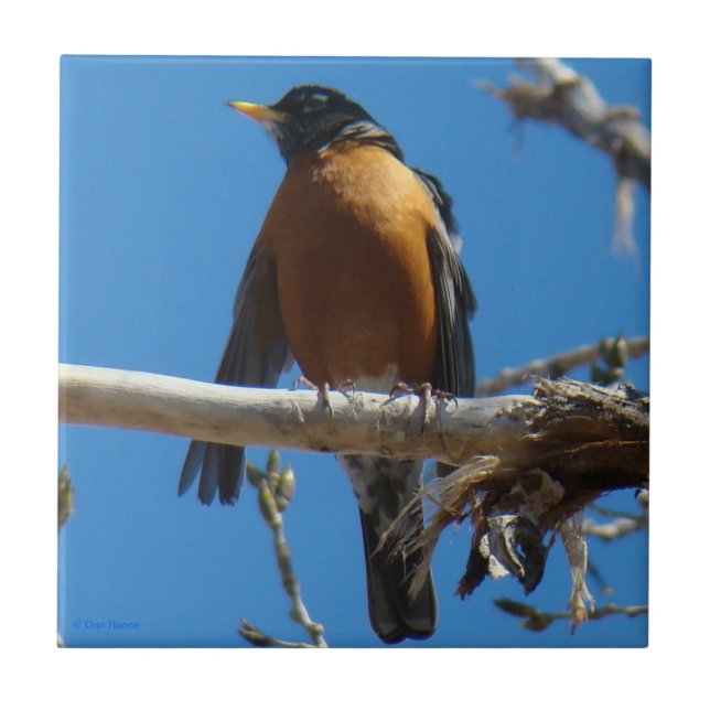 Pisco de peito vermelho B28 (Frente)