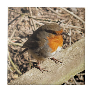 PISCO DE PEITO VERMELHO BONITO