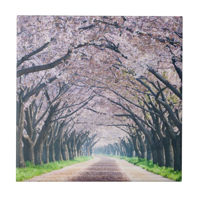 Pista da flor de cerejeira (Frente)