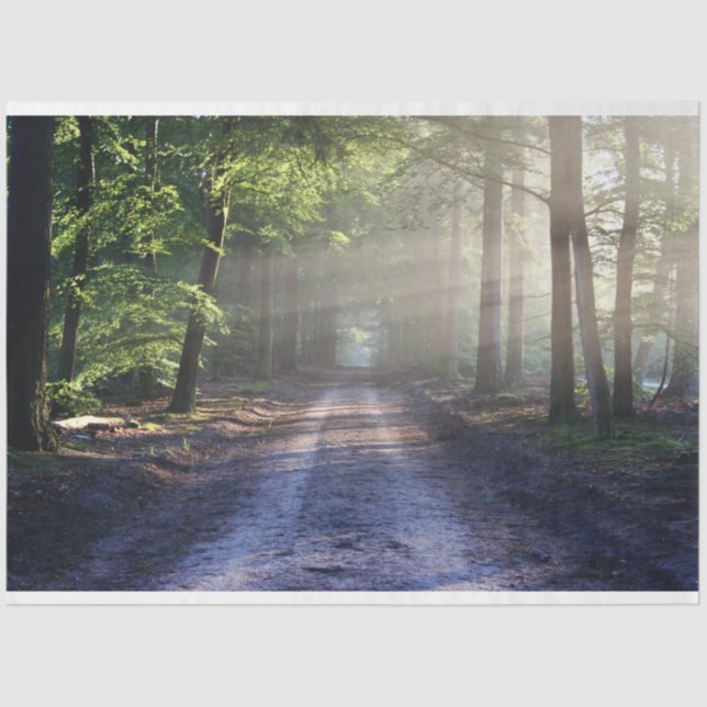 Pista de Paisagem Florestal 24 Papel Tecido de Dec (Frente )