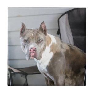 Pit bull