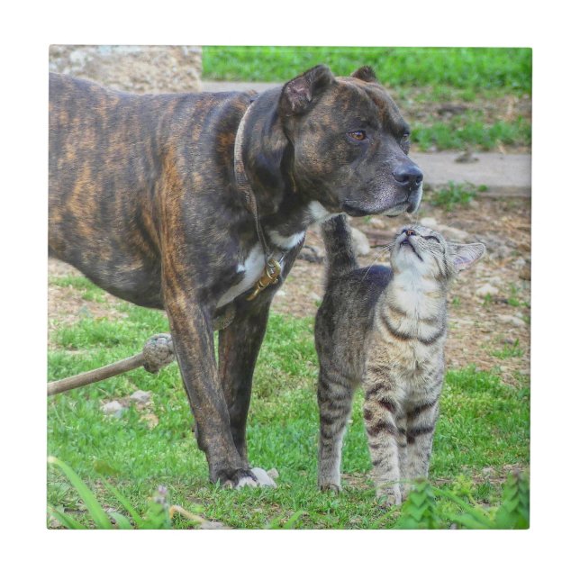 Pit Bull e Cat (Frente)