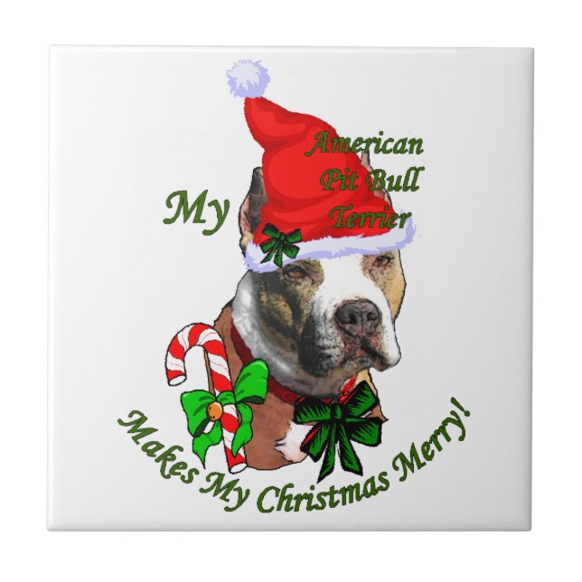 Pit Bull Terrier Natal Americano (Frente)