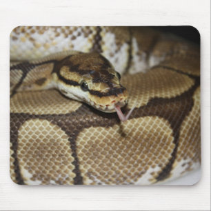 Pitão Mousepad da bola da aranha