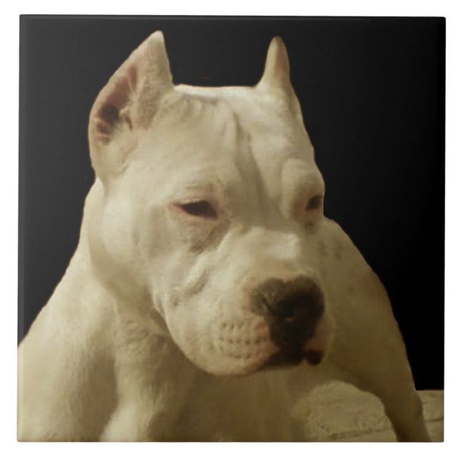 Pitbull branco Terrier (Frente)