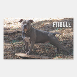 Pitbull com adesivos de skate