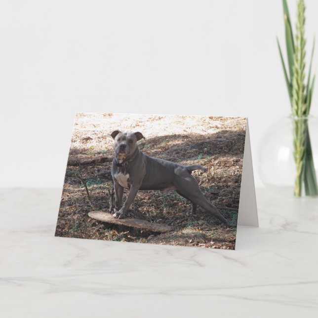 Pitbull com Cartão de Aniversário de Skateboard (Frente)