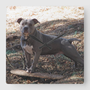 Pitbull com Relógio de Parede do Skateboard