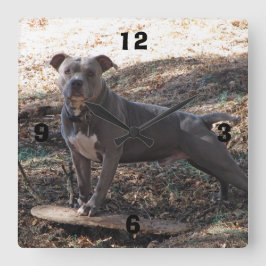 Pitbull com relógio de parede numerado para skate