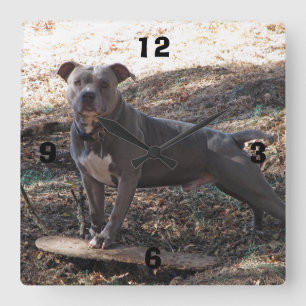Pitbull com relógio de parede numerado para skate