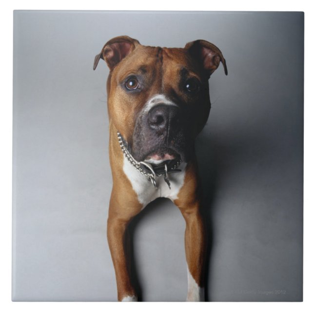 Pitbull Terrier que encontra-se para baixo (Frente)