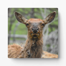 American Elk Desktop Plaque