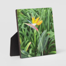 Ave da planta do paraíso (Strelitzia)