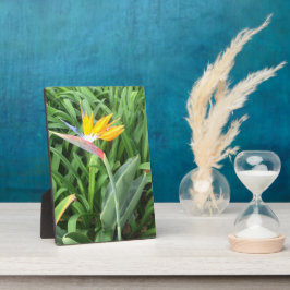 Placa Ave da planta do paraíso (Strelitzia)