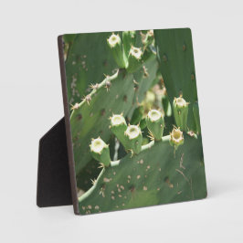 Placa Cactus