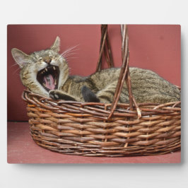 Placa Com Foto Gato Gato Gato Gritante