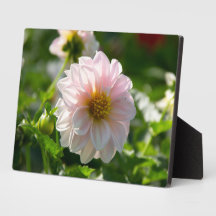 Dália branca na foto do jardim