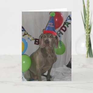 Placa de Cartões de aniversários Weimaraner