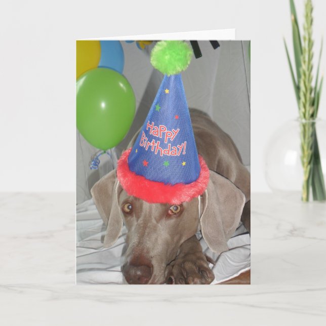 Placa de Cartões de aniversários Weimaraner (Frente)
