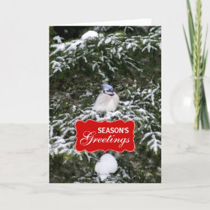 Placa de Cartões de natal Blue Jay