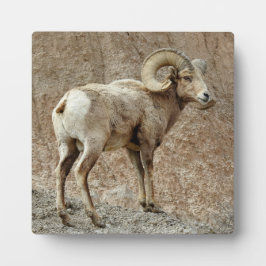 Placa de desktop Bighorn Sheep