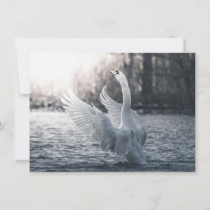 Placa de Fotografia de Natureza do Cisne Branco