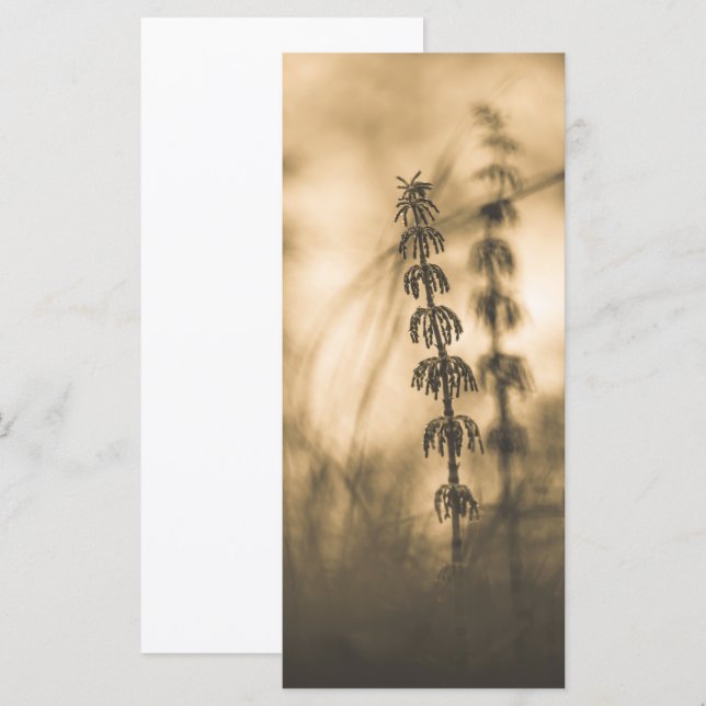 Placa de Fotografia Horsetail Sepia (Frente/Verso)